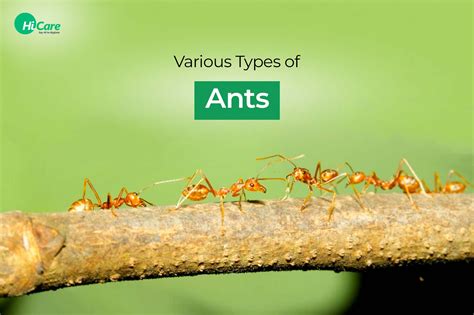 Different Types of Ants and Facts about Them | HiCare