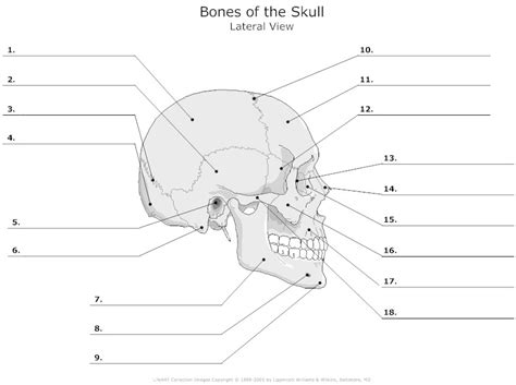 Learn: Skull Bone Markings (by baileyandrews2110) - Memorize.com ...