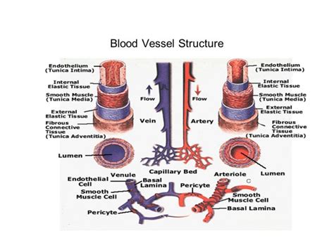 Blood Vessel Structure | Science online