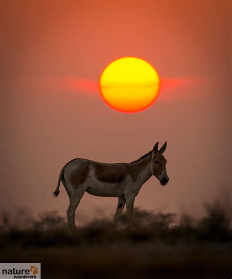 Rann of Kutch Wildlife Photography Tour | Indian National Parks - Naturewanderers.com