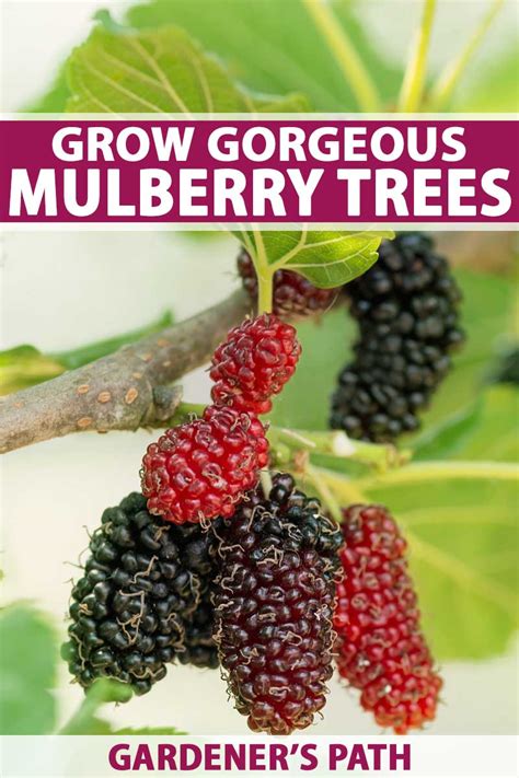 How to Grow Gorgeous Mulberry Trees | Gardener’s Path