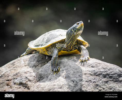 Northern map turtle Stock Photo - Alamy