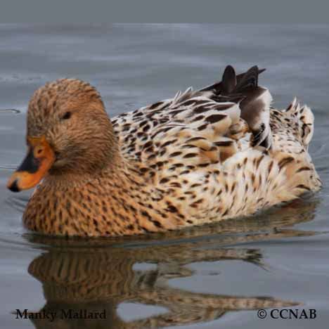 Manky Mallard (Anas platyrhynchos) - North American Domesticated Ducks ...