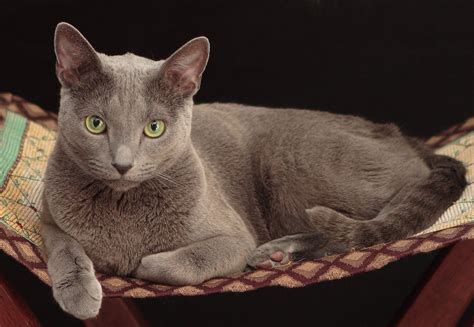 Russian Blue Cat Breed Facts - Health, Personality and Health Issues – Basepaws