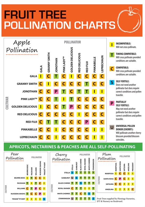 Apple Tree Pollination Compatibility Chart - Minga