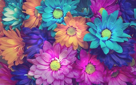 Flower Background Hd Wallpaper Full | Best Flower Site