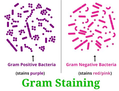 Gram Staining Procedure : Principle, Practical, and Example - RBR Life Science