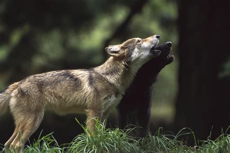 Timber Wolf Pups Howling Photograph by Gerry Ellis