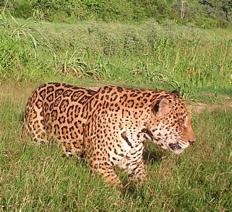 JAGUAR CONSERVATION SPONSORSHIP – Tours in Bolivia