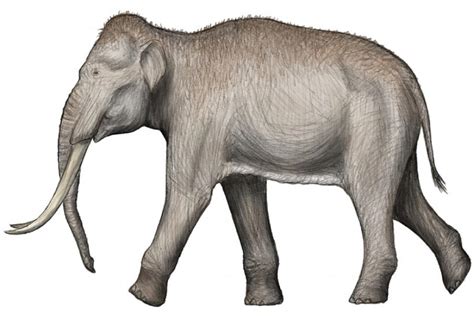 New Research Finds Neanderthals Hunted Prehistoric Straight-Tusked Elephants