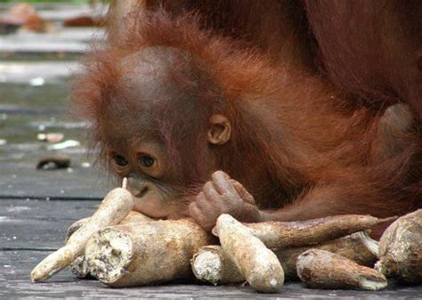 Baby Orangutan Crying Videos - Videohive , After Effects,Pro Video Motion