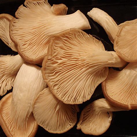 What Are The Different Types Of Edible Mushrooms and How Do You Use Them? | HubPages