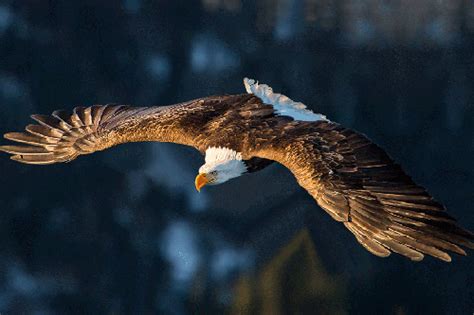 Paul' Web Logs: Eagle Flying