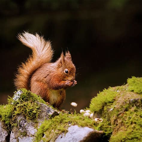 Red Squirrel Eating Nuts Photograph by Blackcatphotos - Pixels