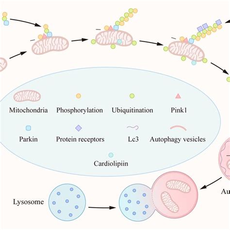 Mechanism of mitophagy. When mitochondria depolarize or accumulate ...