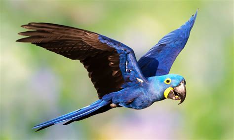 Are Blue Macaws Extinct? - A-Z Animals