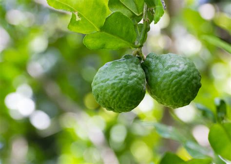 Bergamot, Citrus Bergamia – Cold Pressed Peel, Italy – PurePlant Essentials