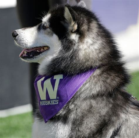 UW Husky Wallpaper - WallpaperSafari