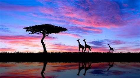 Download Tree Sunset Africa Silhouette Animal Giraffe 4k Ultra HD Wallpaper