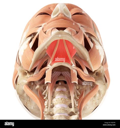 Mylohyoid muscle hi-res stock photography and images - Alamy