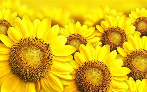 15 Selected wallpaper for desktop sunflowers You Can Use It At No Cost ...