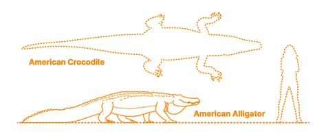 American Alligator (Alligator mississippiensis) Dimensions & Drawings | Dimensions.com