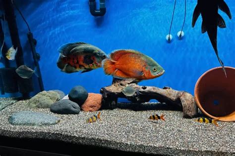 Oscar Fish Tank Mates - 20 Great Choices (With Pictures)