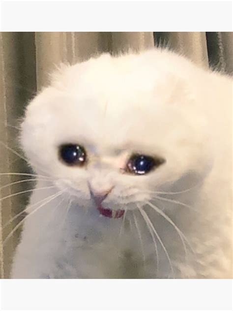 Crying Cat Meme Template