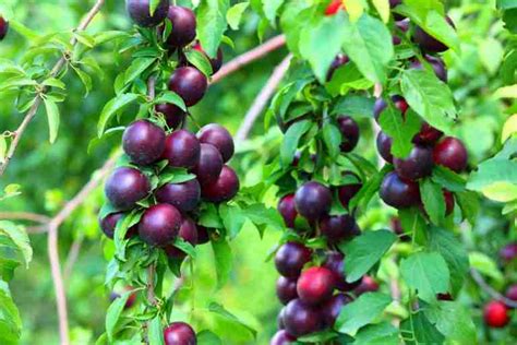 Dwarf D'Agen Plum/Prune - PlantNet® Australia