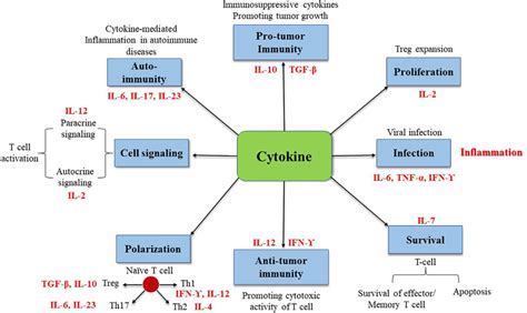 Illustration of cytokines involved in immune processes. | Download Scientific Diagram