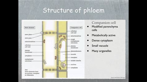 IGCSE Biology: 2.51 Describe the role of phloem in transporting sucrose and amino acids between ...