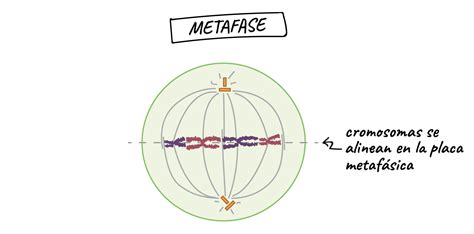 IMAGENES DE LAS FASES DE LA MITOSIS