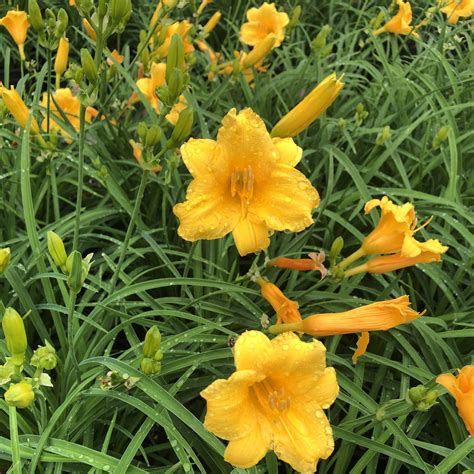 Daylilies - Weston Nurseries