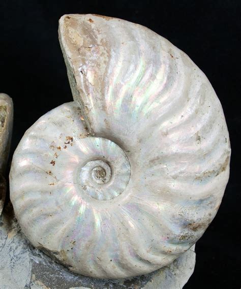 Two Species Ammonites Mounted In Great Display For Sale (#2051 ...