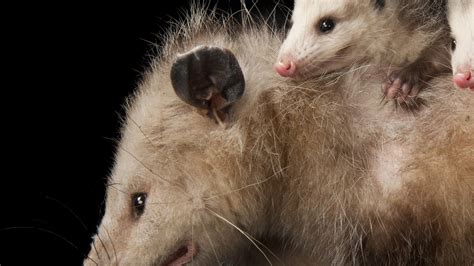 Opossums | National Geographic