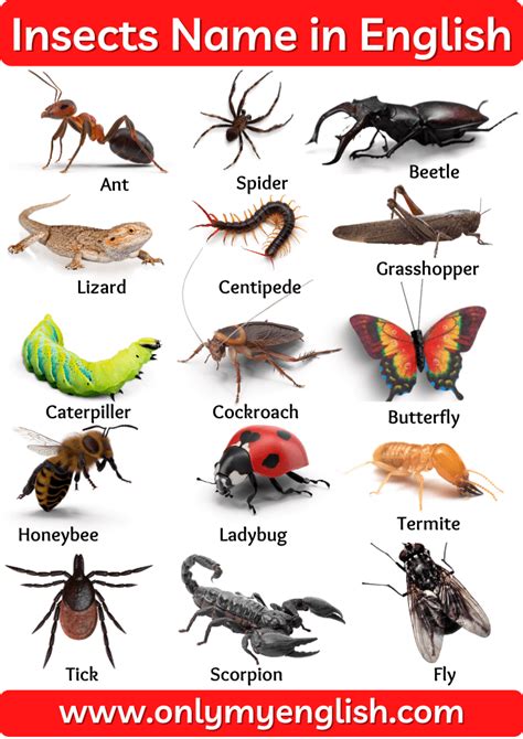 Insects Names List