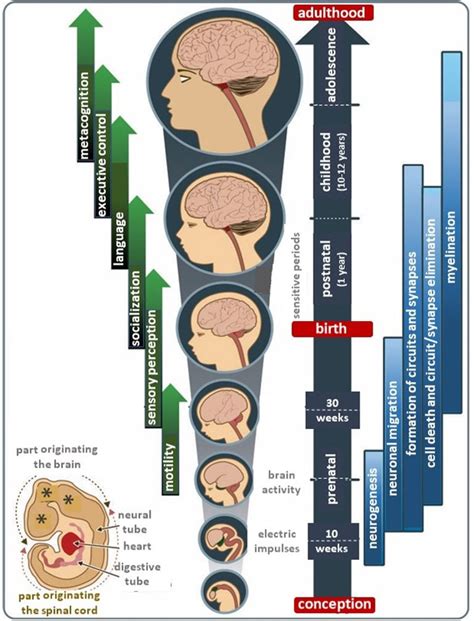 IBE — Science of learning portal — Brain development and its derangements