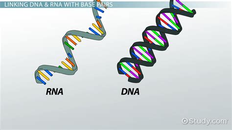 Nitrogenous Base | Definition, List & Pairs - Lesson | Study.com