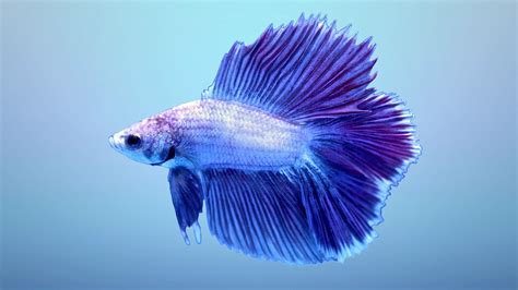 Betta Fish Wallpapers - Wallpaper Cave