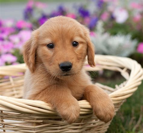 Pictures Of Golden Retrievers - Golden Retriever Photo Gallery