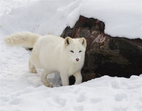 Arctic Fox Predators