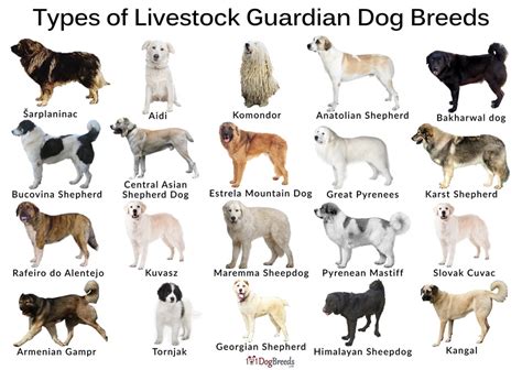 The Best Livestock Guardian Dog Breeds With Pictures in 2023 | Livestock guardian dog, Livestock ...