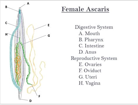 Female Ascaris Diagram Diagram | Quizlet