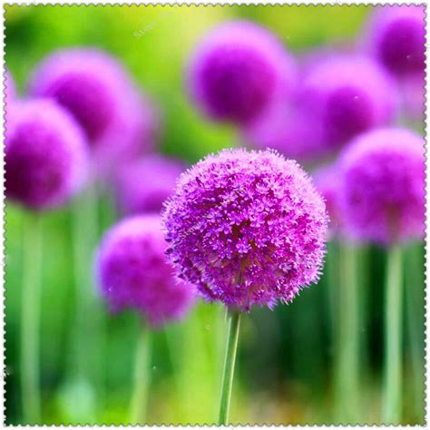 100pcs Giant Allium Giganteum Seeds OutletTrends.com Free Shipping Up to 70% OFF