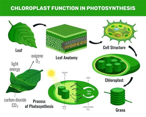 Plant Cell Through Photosynthesis / Cells Plant Animal Cells What Are Cells Cells / The stomata ...