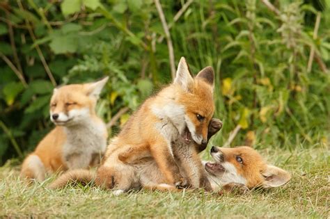 Playing fox Cubs II | Roeselien Raimond Nature Photography