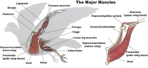 Bird Muscle System - Page 1