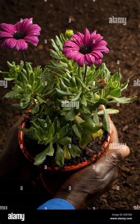 African American Hands Holding Purple Potted Flowers Stock Photo - Alamy