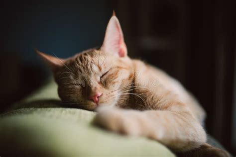 Orange Tabby Cat Sleeping on a Couch at Home Stock Photo - Image of house, nose: 68100936