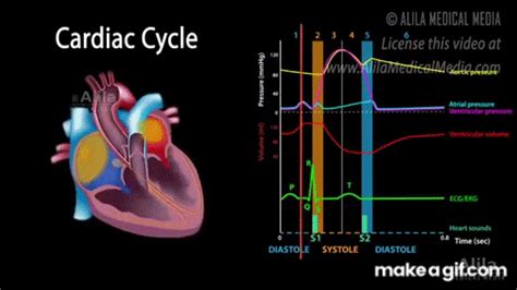 The Cardiac Cycle, Animation on Make a GIF